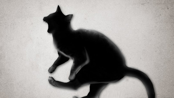 법원, 고양이 연쇄살해 50대 남성 법정 구속 