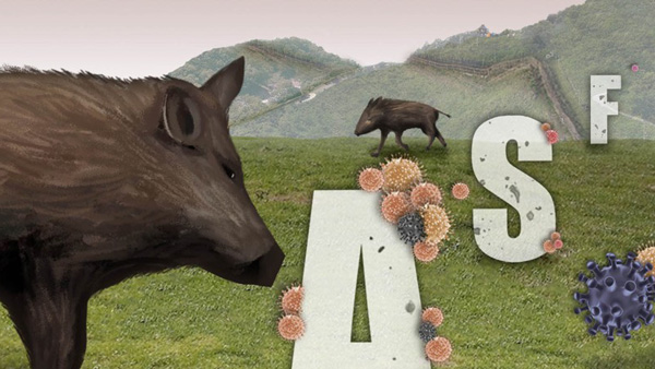 화천·연천 죽은 멧돼지 14개체서 ASF 바이러스 검출 