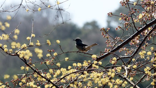 [날씨] 전국 맑고 화창한 식목일…기온은 뚝 떨어져 '꽃샘추위'