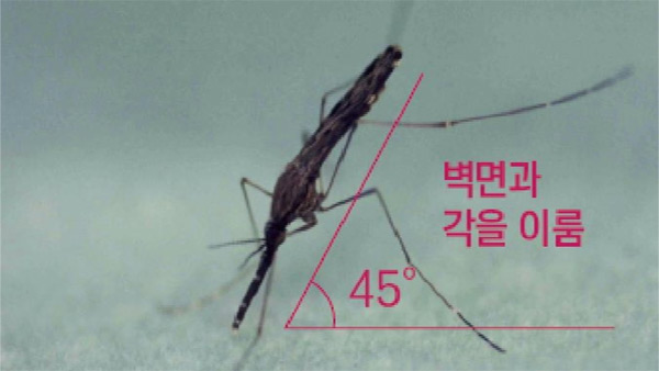 경기 파주서 말라리아 감염 모기 확인…"의심증상시 검사받아야"