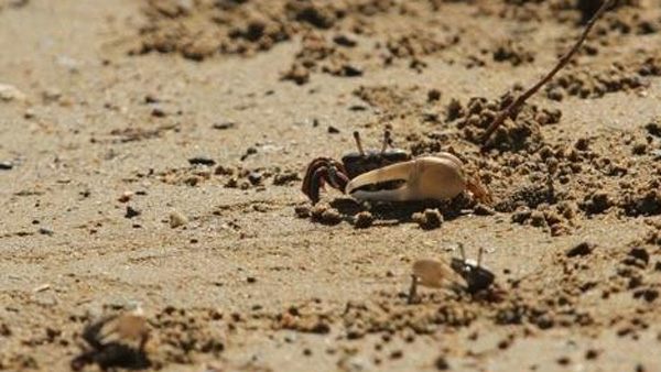 충남 서산서 어패류 캐다 갯벌에 고립된 20대 구조