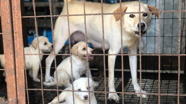 "롯데, 인천 계양산 '개농장' 책임지라"…동물보호활동가들 기자회견