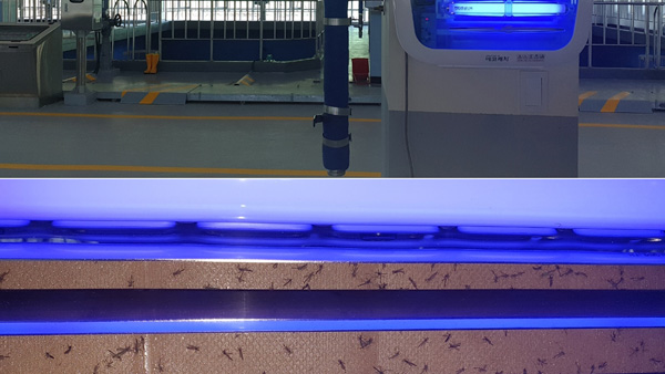 인천 수돗물 깔따구 유충 5건 추가 발견…누적 257건 확인