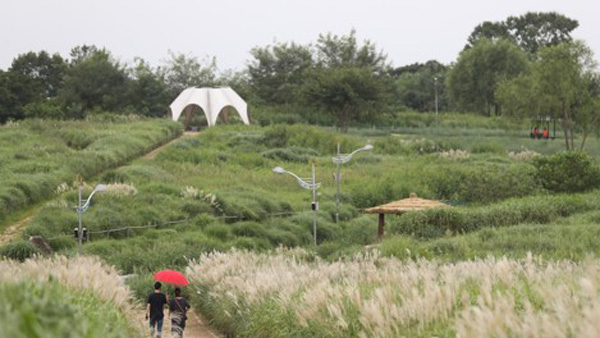 '코로나 예방' 서울 상암 하늘공원 폐쇄, 억새축제 취소