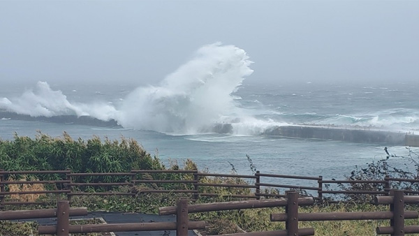 뱀 없는 섬 울릉도서 '누룩뱀' 출몰