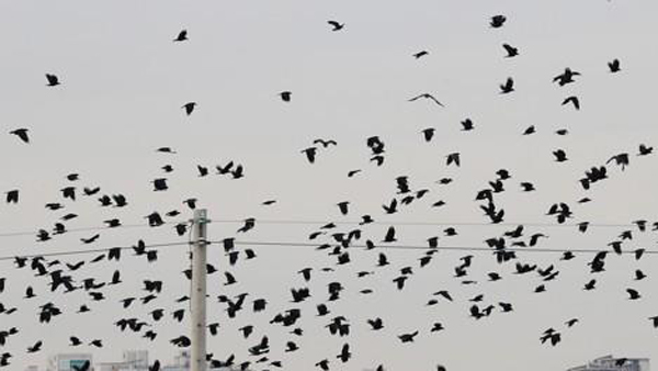 떼까마귀가 고압전선 끊어…화성 1300여 가구 정전