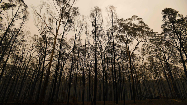 호주에 단비 내렸지만 산불 진화 역부족…또 대피령