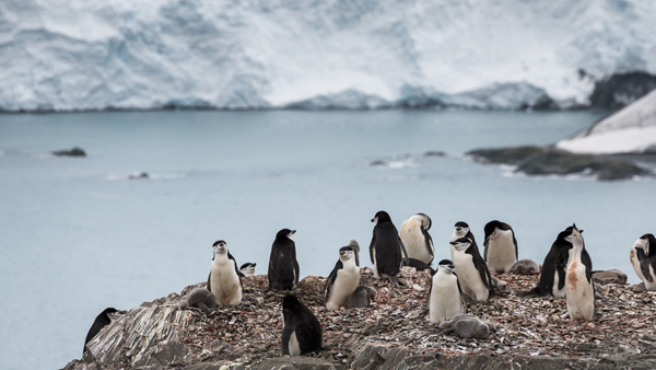 뜨거워지는 지구…남극대륙서 사상 첫 영상 20도 기록