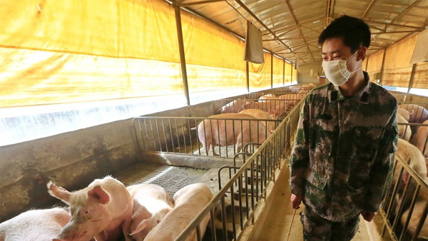 중국서 '팬데믹 가능성' 신종 돼지독감 바이러스 발견