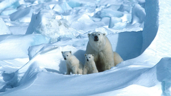 트럼프 정부, 북극곰 사는 알래스카보호구역 석유개발 허용