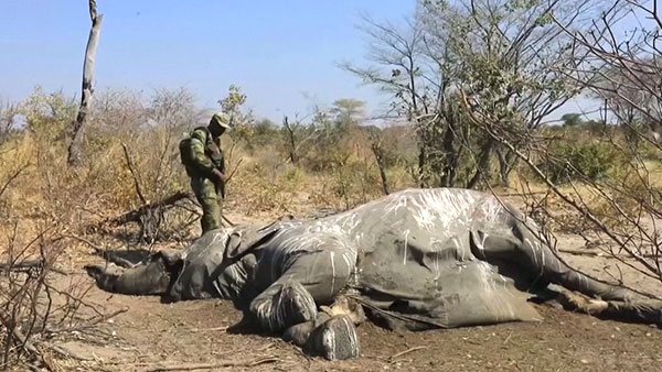 [World Now] 아프리카 코끼리 350여마리 '떼죽음'‥ 원인은 '녹조'?