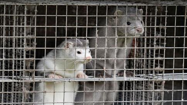 미국 농장서 밍크 1만마리 폐사…"코로나19 감염"