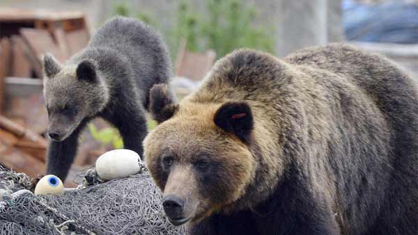 일본 '곰 습격' 골머리…다섯달간 출몰신고 1만건 돌파