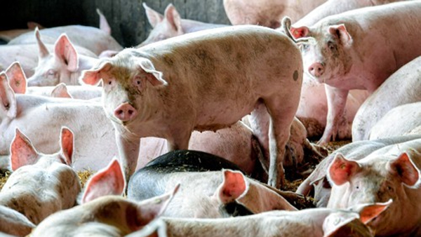 강원 고성 돼지농장서 아프리카돼지열병 확진…석달여 만에 재발