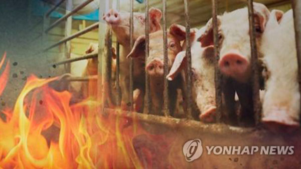 포천 돼지축사 화재…돼지 5백여 마리 폐사