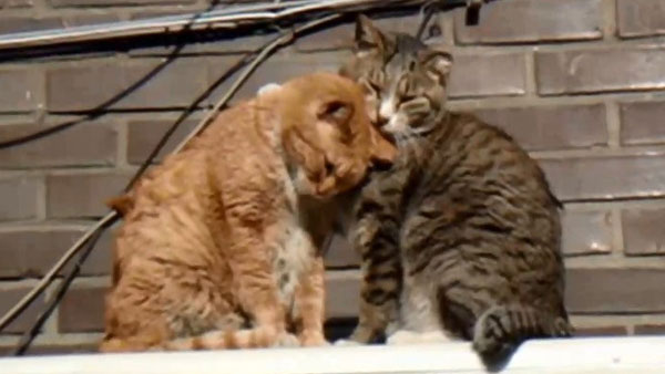 동물자유연대, 동물학대 영상·사진 공유 오픈채팅방 경찰 고발 