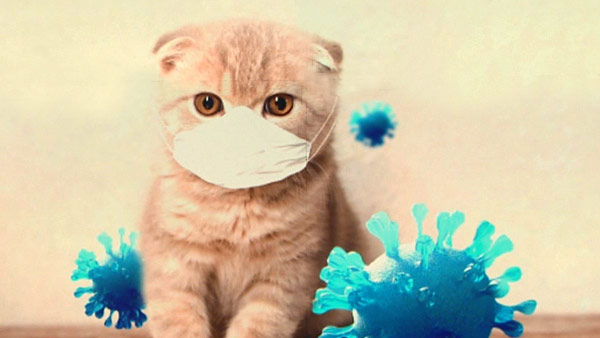 서울시, 반려동물인 개·고양이도 코로나19 검사