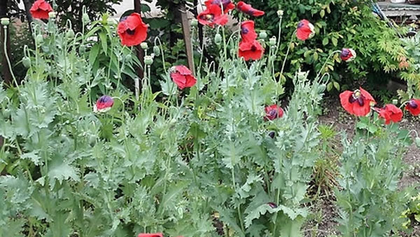 경찰 "4월부터 양귀비·대마 불법재배 집중단속"