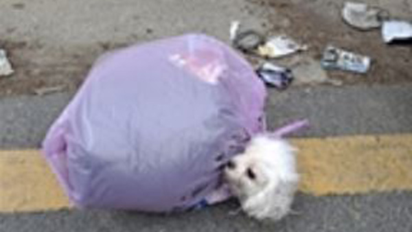 살아있는 말티즈 '쓰레기 봉투'에 유기…경찰 수사 착수