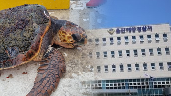 해양보호생물 붉은바다거북 사체 발견
