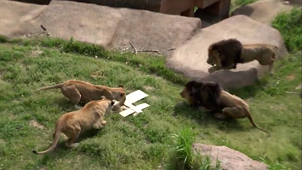 [영상M] 무더위에 지친 서울대공원 동물들의 여름나기