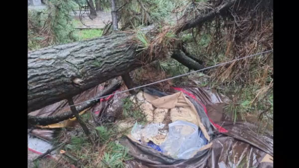 충남 태안 몽산포 캠핑장 소나무 텐트 덮쳐…2명 부상