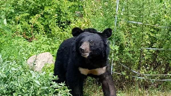 반달가슴곰 두 마리 탈출했다고 허위신고한 용인 곰 농장주 구속