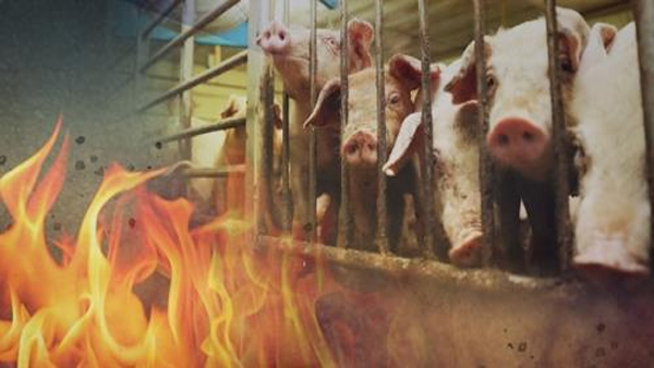 충남 공주 양돈장서 화재‥돼지 1천2백마리 폐사