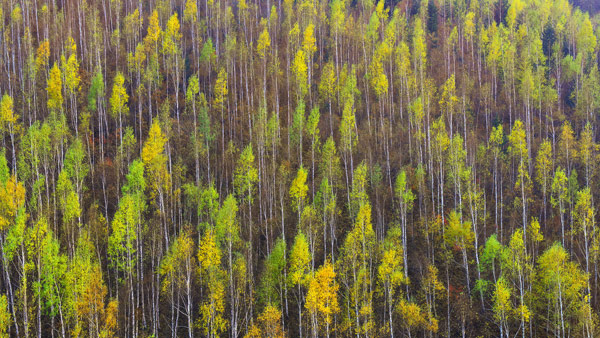 기후변화로 자생식물 개엽시기 빨라지고 낙엽시기 늦어져