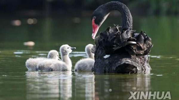 베이징 코로나 이어 조류독감 발생…야생조류 원인