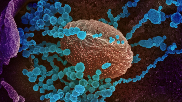 "노바백스·모더나 백신, 주요 변이에 예방효과 일부 있어"