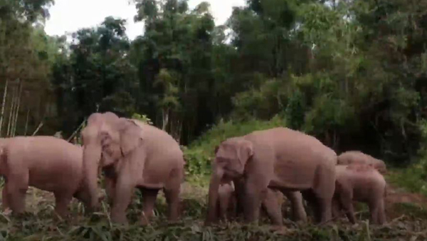 [World Now_영상] 가정집 물탱크 2톤 '벌컥벌컥'…중국 '코끼리 대소동' 골치