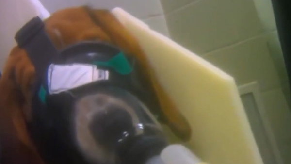 [World Now] 16주된 비글, 마취 없이 독극물 실험…잔혹한 영국 사육농장 