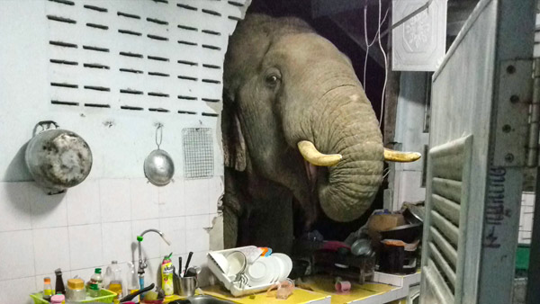 [World Now] "먹을 거 좀 없어?"…벽 뚫고 스타 된 코끼리 