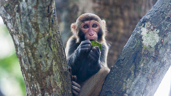 죽은 원숭이 해부한 중국 수의사, '원숭이 바이러스'에 감염돼 사망