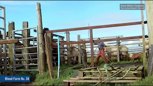 [World Now_영상] 때리고 찌르고 피뽑고‥학대의 온상지 된 말 혈액농장