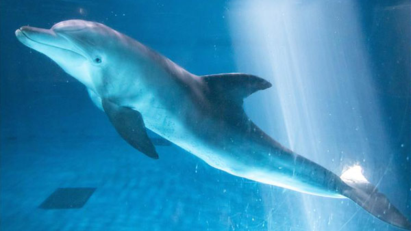 우영우에 등장한 남방큰돌고래 '비봉이'‥17년 만에 바다로