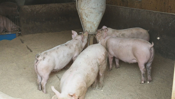 춘천 돼지농장서 아프리카돼지열병 발생…24시간 이동중지명령
