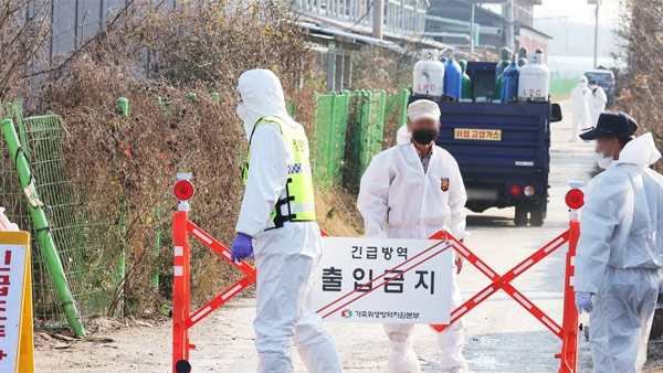 화성 육용종계 농장서 고병원성 AI…농장감염 16번째 사례