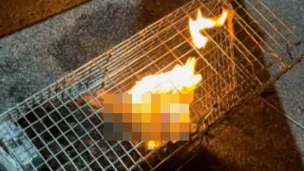 동물권단체 "고양이 불태우는 영상 게시자 처벌해달라" 경찰에 고발