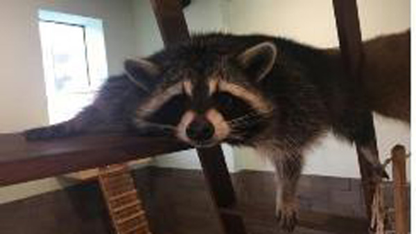 라쿤·미어캣 등 유기 증가‥전국 10개 야생동물 센터에서 보호