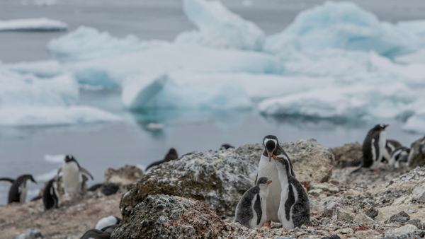 그린피스, 남극 탐사 결과 공개‥"기후 위기로 해빙 면적, 사상 최저"