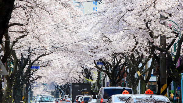인천대공원·월미도·수봉산 등 인천 벚꽃명소 3년만에 전면 개방