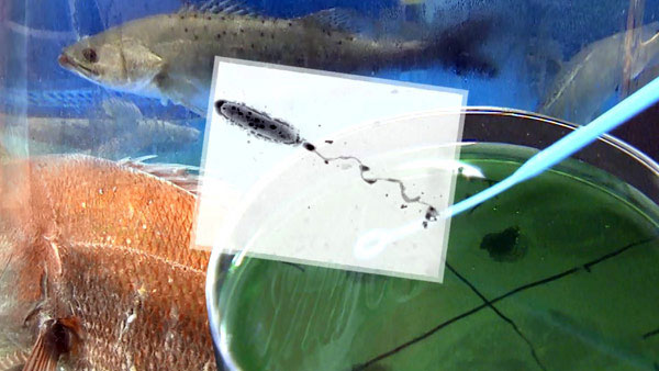 올해 첫 비브리오패혈증 환자 확인‥60대 남성