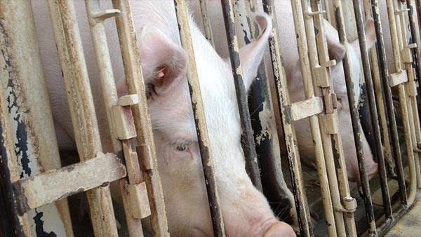 [World Now] "맥도날드 돼지 강제 임신 당장 멈춰" 