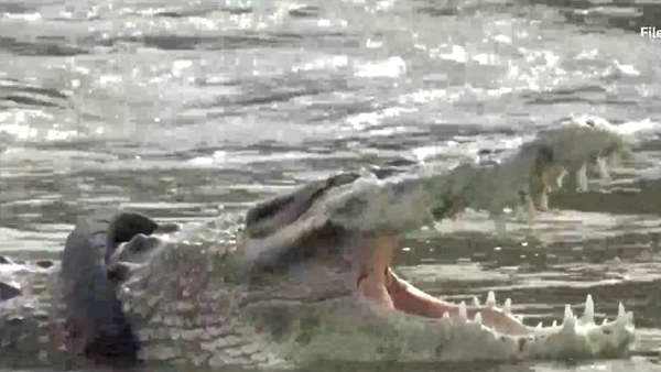 [World Now_영상] 인도네시아 '목에 타이어 낀 악어', 5년여 만에 해방