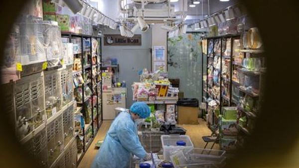 홍콩 연구진 "애완용 햄스터, 사람에게 코로나 옮겨"