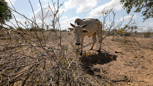 '가뭄에 우크라 전쟁까지' 동아프리카 최악의 식량난