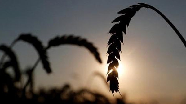 우크라이나 올해 밀 생산 35% 감소 예상…세계 식량위기 고조