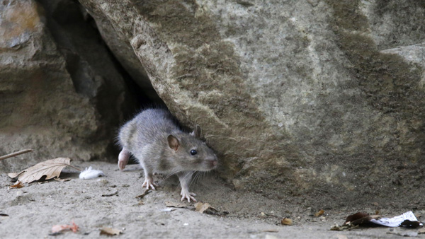 [World Now] 뉴욕 거리로 뛰쳐나온 쥐떼 지하로 돌아갈까?